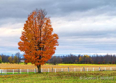 Autumn Tree_29716.jpg - Photographed near Smiths Falls, Ontario, Canada.